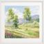 Native spaces - Birch trees
