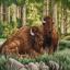 Bison
