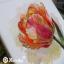 Parrot Tulip