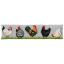 Cushion - Poultry