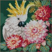 Cockatoo's Dahlia