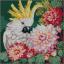 Cockatoo's Dahlia