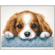 Puppy