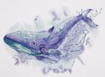 Whale Constellation