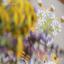Celebrate the Bees