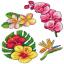 Exotic Flowers (4)
