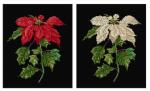 Poinsetia - Black Aida