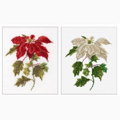 Poinsetia - Aida