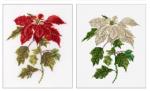 Poinsetia