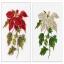 Poinsetia