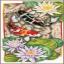 Dance of the koi