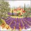 Lavender landscape