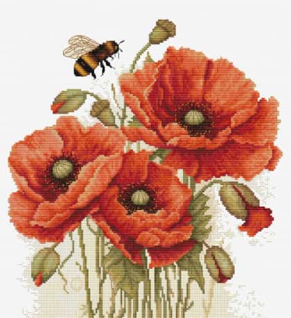 The Splendor of Summer Poppies