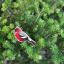 Christmas Ornaments - Robin