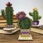 Round cactus