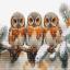 Owls in The Silence of Winter