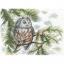 Little Owl