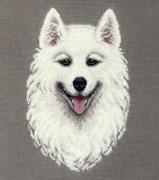 Samoyed