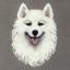 Samoyed