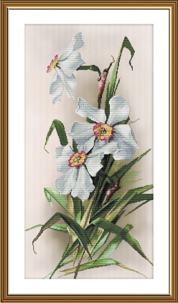 Daffodils