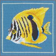 Yellow zebra fish