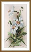 Daffodils