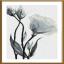 White flowers of love