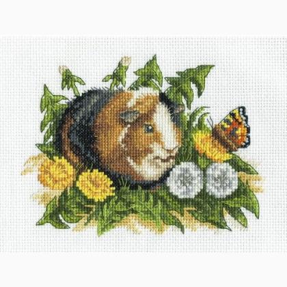 Guinea Pig