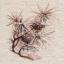 Pine branch (Inna Petrashkevich)
