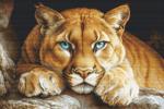 The Wild Spirit