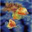 Coral reef inhabitants
