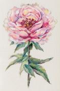 Peony