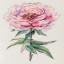 Peony