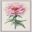 Peony
