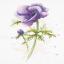 Anemone
