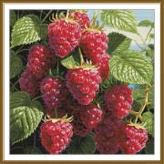 Juicy raspberry