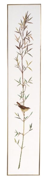 Sedge warbler band I