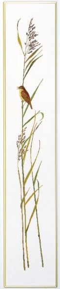 Sedge warbler band II