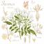 Étude au jasmin - Linen