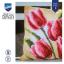 Cushion - Tulips