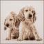 2 Puppies
