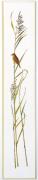 Sedge warbler band II