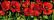 Poppies