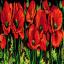 Poppies