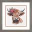 Higland Cow