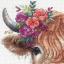 Higland Cow