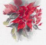 Poinsettia (Tatiana Kashtalyan)