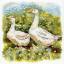 Geese on a walk