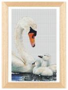 Swans and Signets