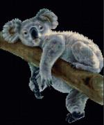 Koala - Black
